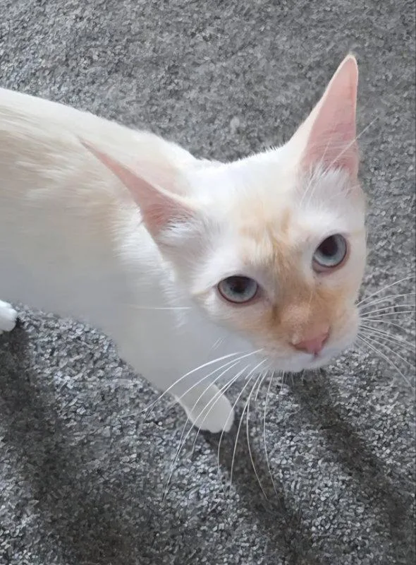 Garnette thumbnail 3