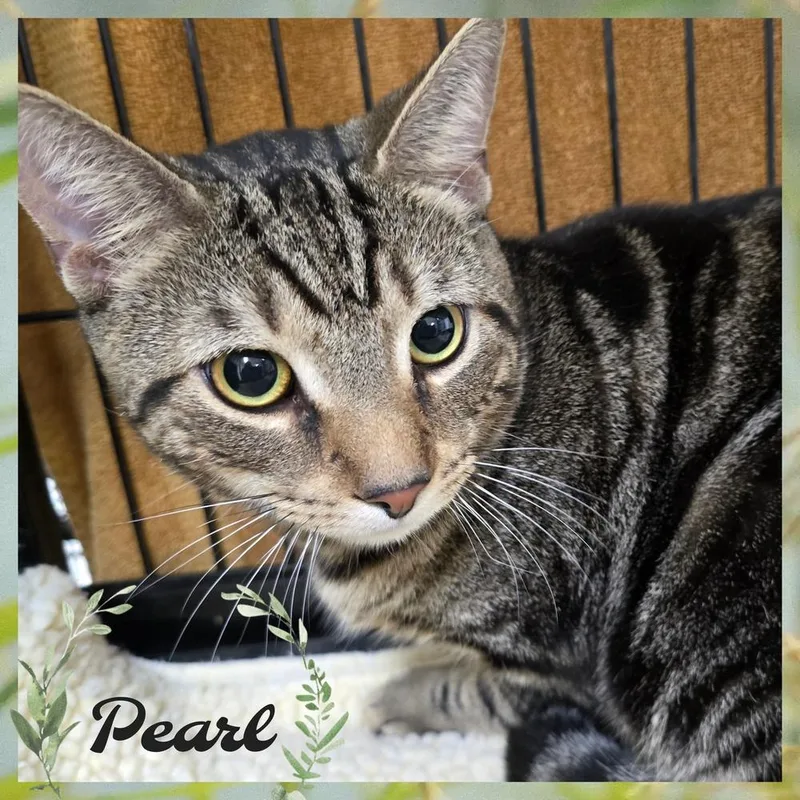 A young medium-sized female Brown / Chocolate Domestic Short Hair cat named Pearl for adoption in Southbury, CT