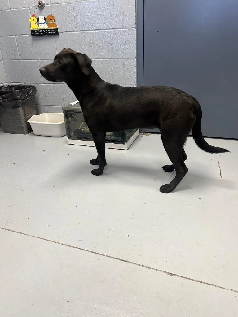 An adult medium-sized female Labrador Retriever dog named Emory for adoption in Greenwood, MS