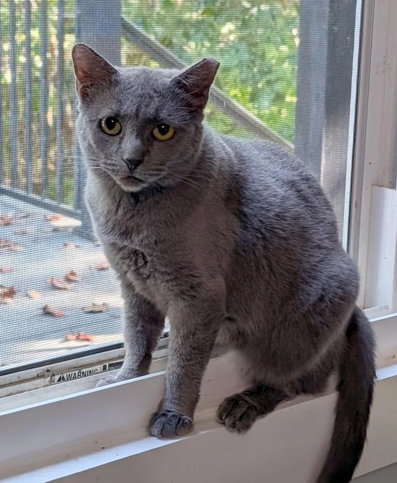 A young medium-sized female Gray / Blue / Silver Domestic Short Hair cat named Bunny for adoption in Smithfield, NC