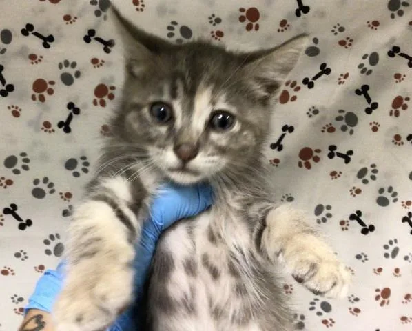 A baby small-sized female Domestic Short Hair cat named Tilly for adoption in Riverside, CA