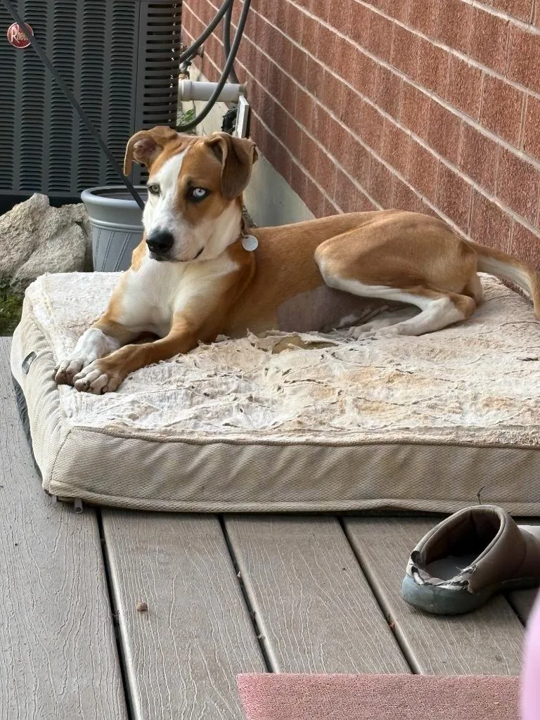 A young medium-sized female Labrador Retriever dog named Peony for adoption in Salt Lake City, UT