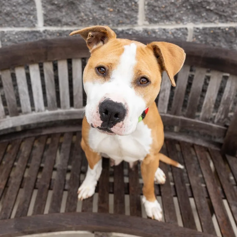 An adult medium-sized female Yellow / Tan / Blond / Fawn Mixed Breed dog named Kaycee for adoption in Cape Girardeau, MO