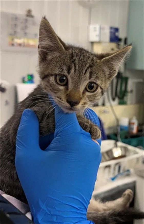 A baby medium-sized male Brown / Chocolate Domestic Short Hair cat named Max for adoption in Woodland, CA