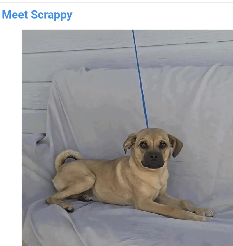 A baby small-sized male Pug dog named Scrappy for adoption in Salt Lake City, UT