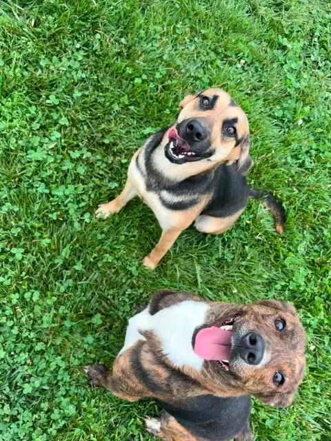 A young medium-sized male German Shepherd Dog dog named Maggie And Bart for adoption in Brownstown, IN