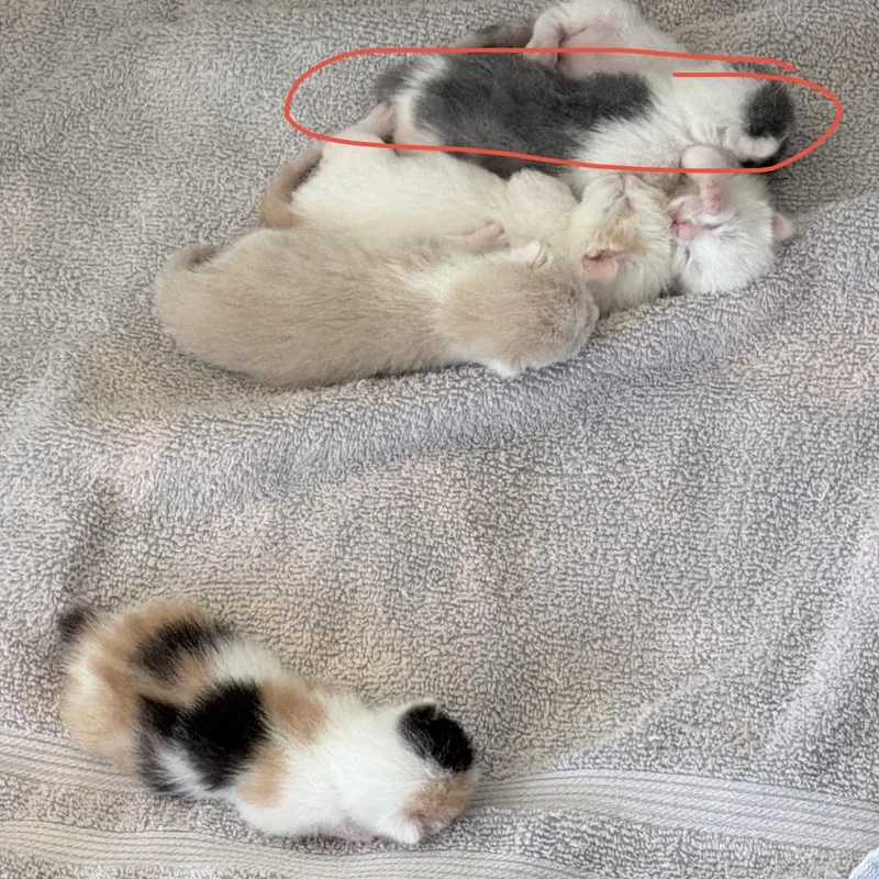 A baby small-sized female White Domestic Short Hair cat named Frankie for adoption in Cartersville, GA