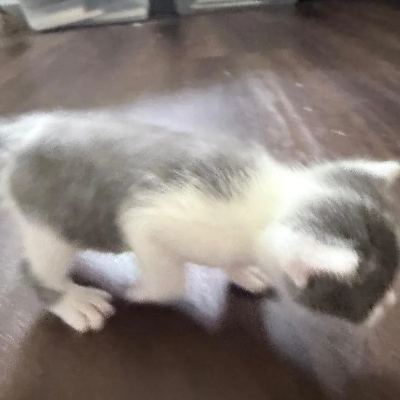 Frankie thumbnail 2