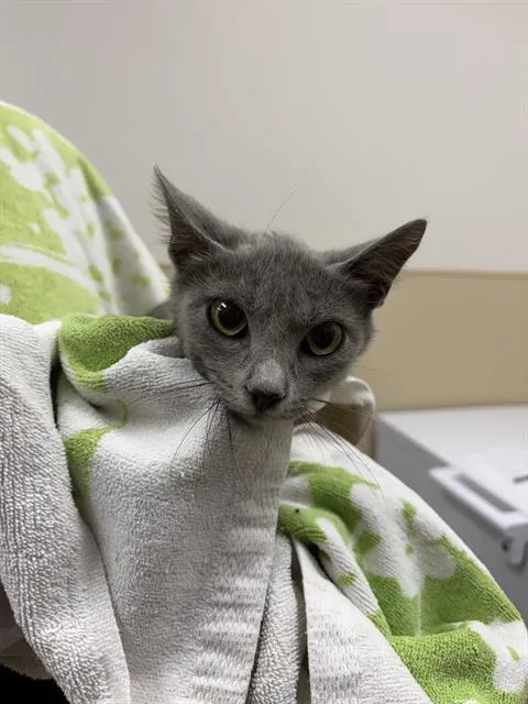 A young medium-sized female Domestic Short Hair cat named Piper for adoption in Rosenberg, TX