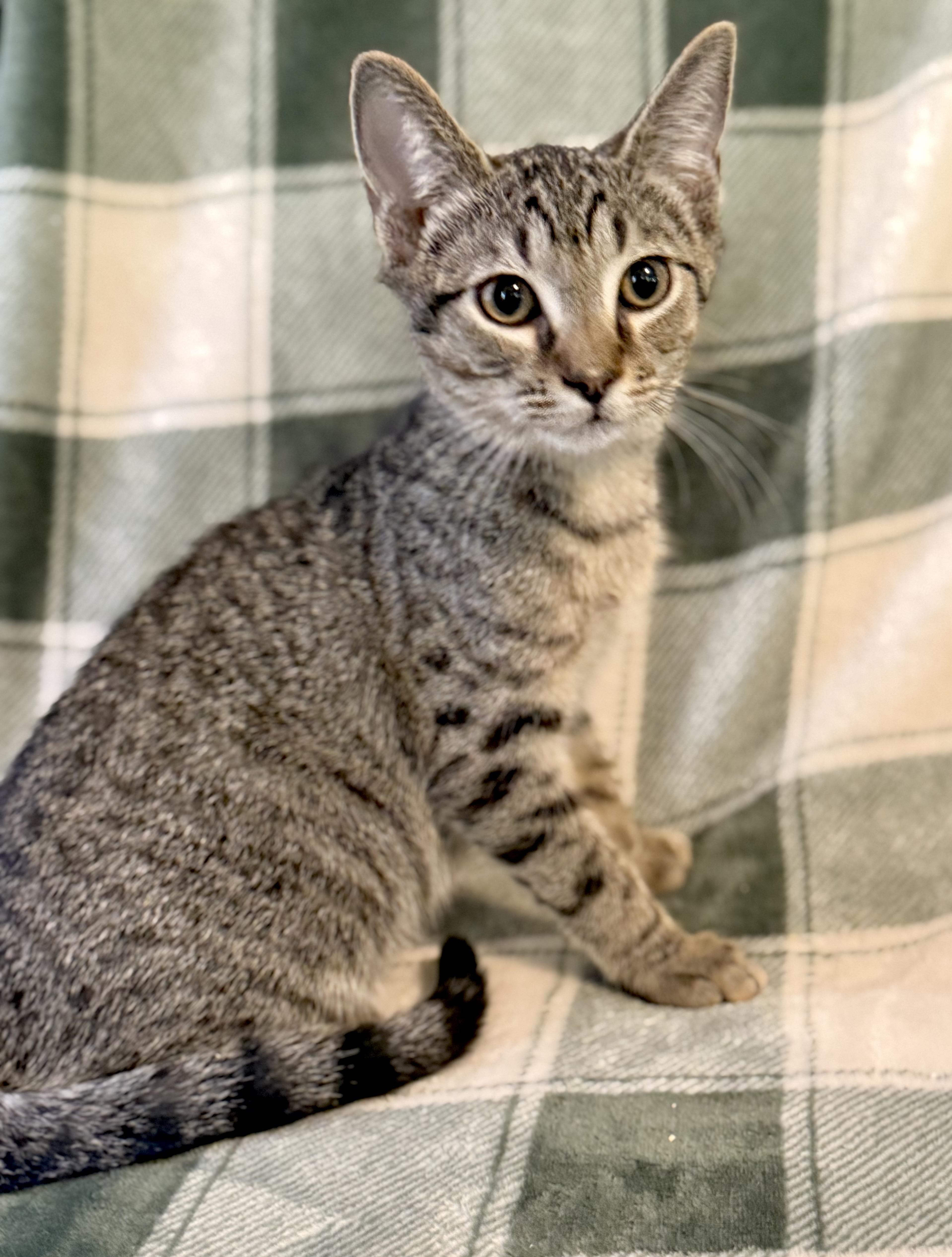 A baby medium-sized male Tabby (Brown / Chocolate) Domestic Short Hair cat named Odysseus for adoption in Greensboro, NC