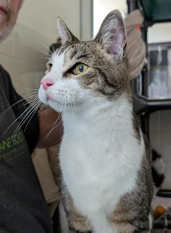 A senior small-sized male Domestic Short Hair cat named Aloysius for adoption in Santa Rosa, CA