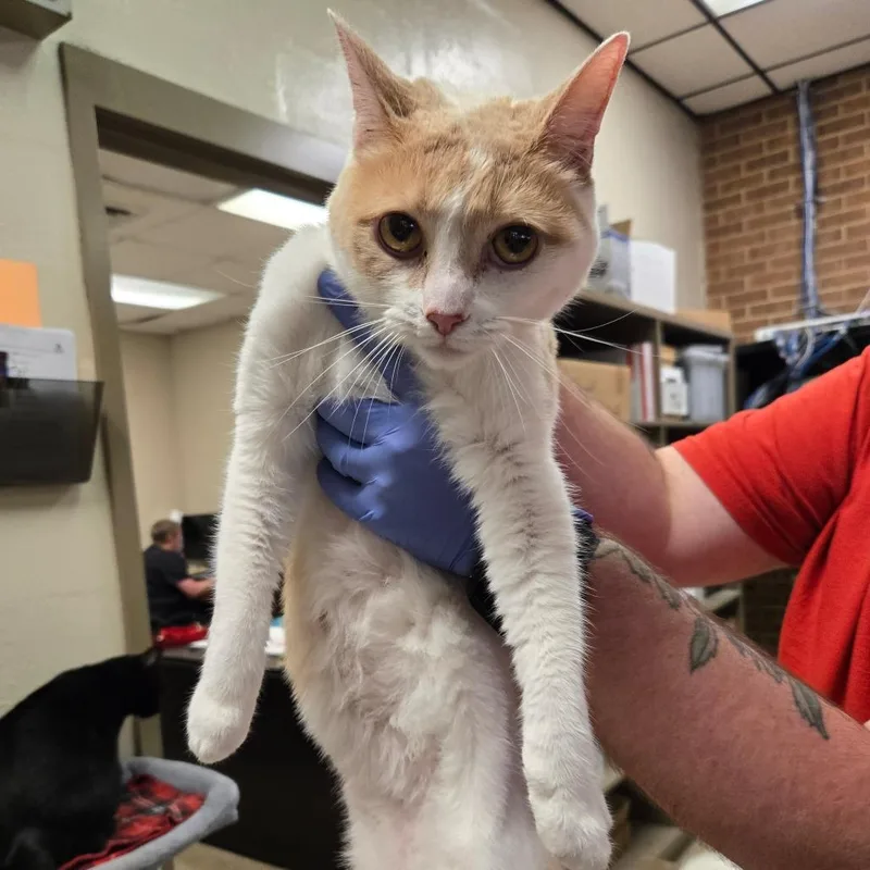 An adult medium-sized female Orange / Red Domestic Short Hair cat named Fennel for adoption in Birmingham, AL