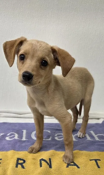 A young large-sized female Shepherd dog named Churro for adoption in Phoenix, AZ