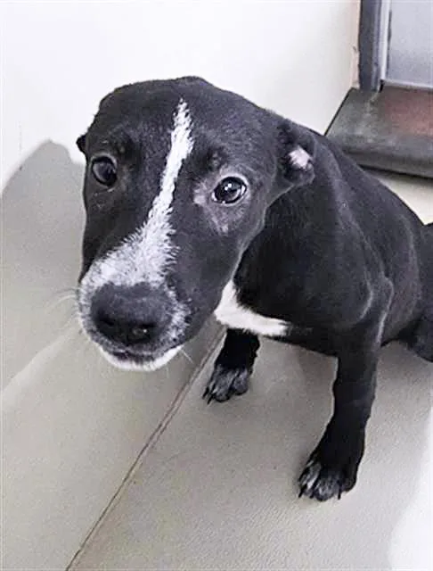 Moose URGENT