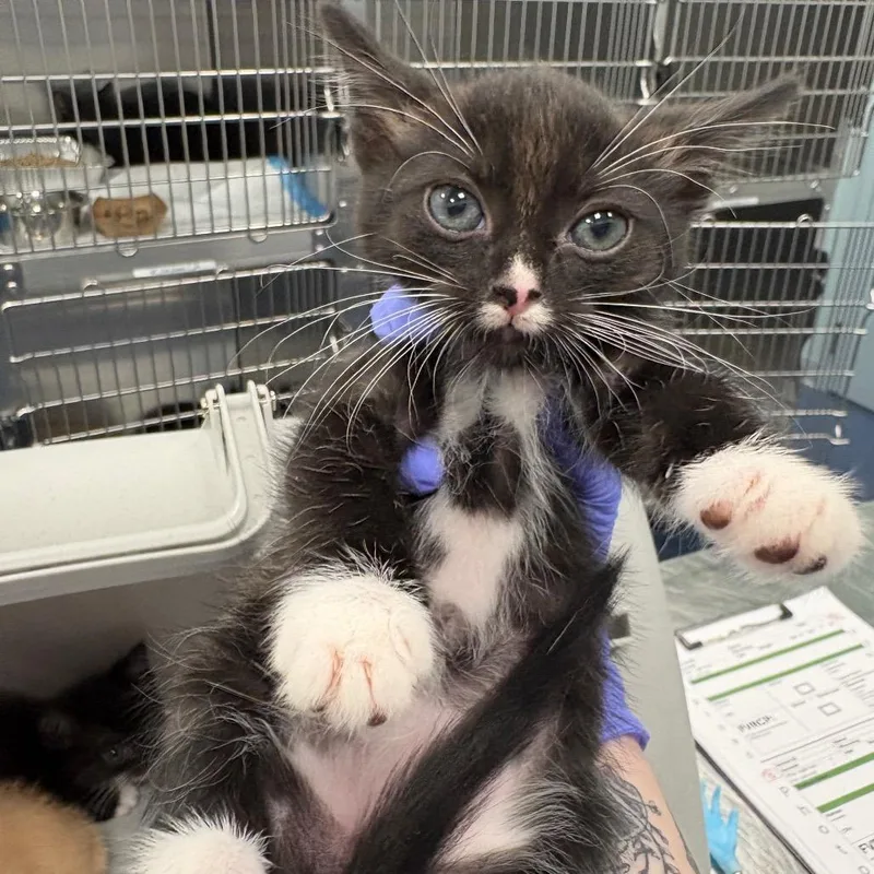 A baby small-sized male Black Domestic Short Hair cat named Ken for adoption in Greensboro, NC