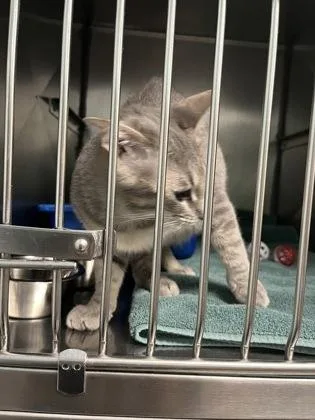 An adult medium-sized female Domestic Short Hair cat named Jerry for adoption in Fishers, IN