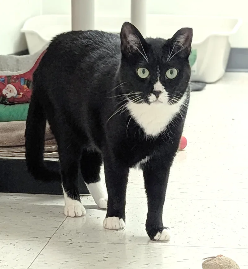 An adult medium-sized female Black & White / Tuxedo Domestic Short Hair cat named Trisha for adoption in Salem, MA