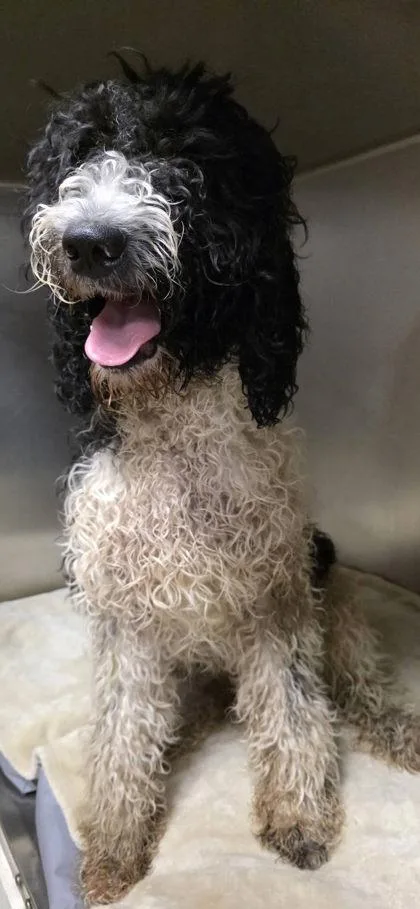 An adult medium-sized male Standard Poodle dog named Panda for adoption in Lowell, MA