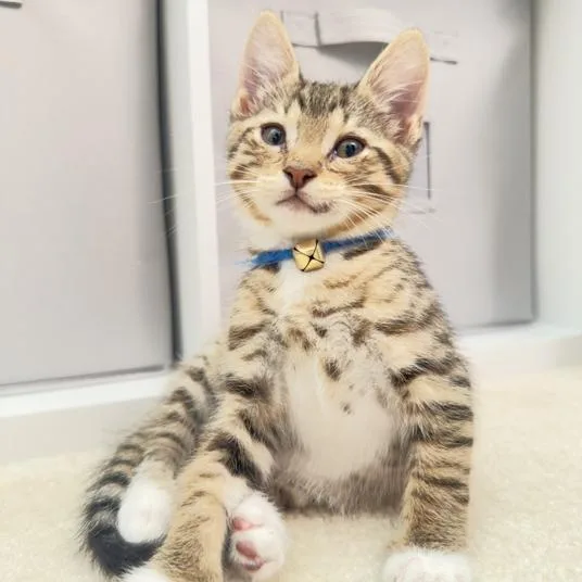 A baby small-sized female Brown / Chocolate Domestic Short Hair cat named Rory for adoption in Houston, TX