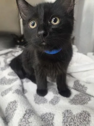 A baby small-sized male Domestic Medium Hair cat named Ron Weasley for adoption in Westland, MI