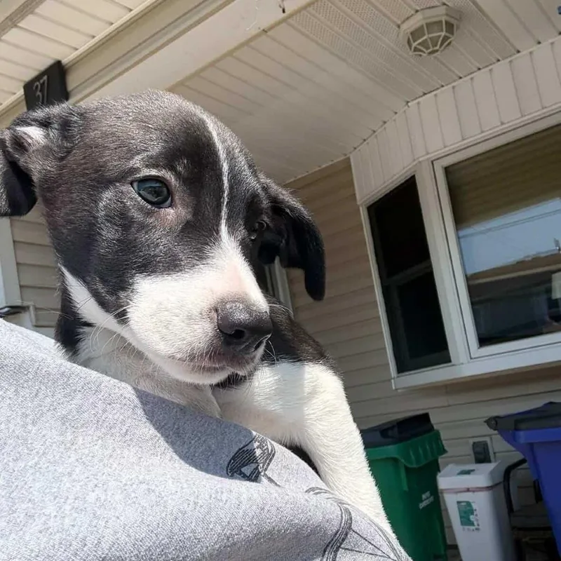 A baby medium-sized male Catahoula Leopard Dog dog named Coach for adoption in Staten Island, NY