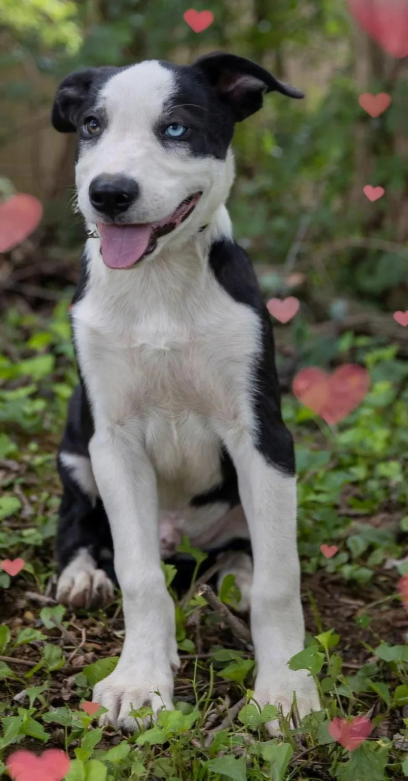 A young medium-sized male Border Collie dog named Puppy Richie for adoption in Franklin, TN