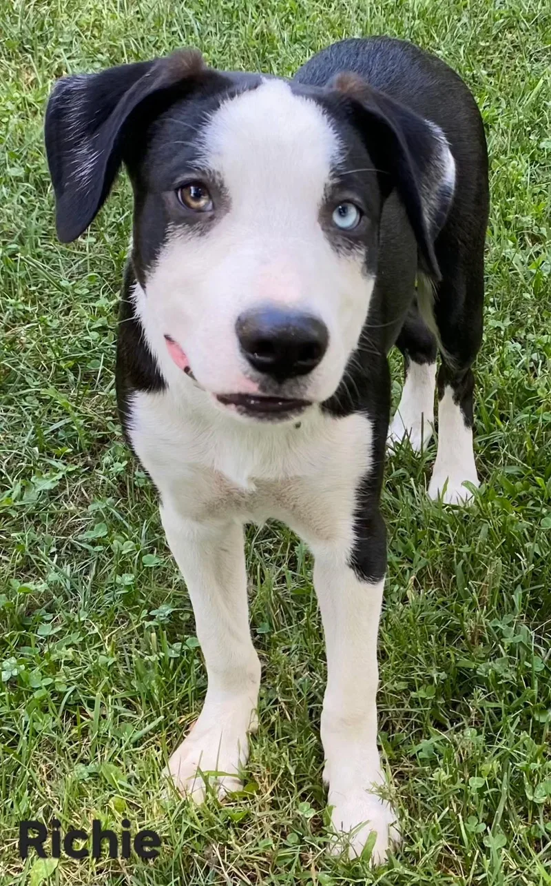 Puppy Richie thumbnail 3