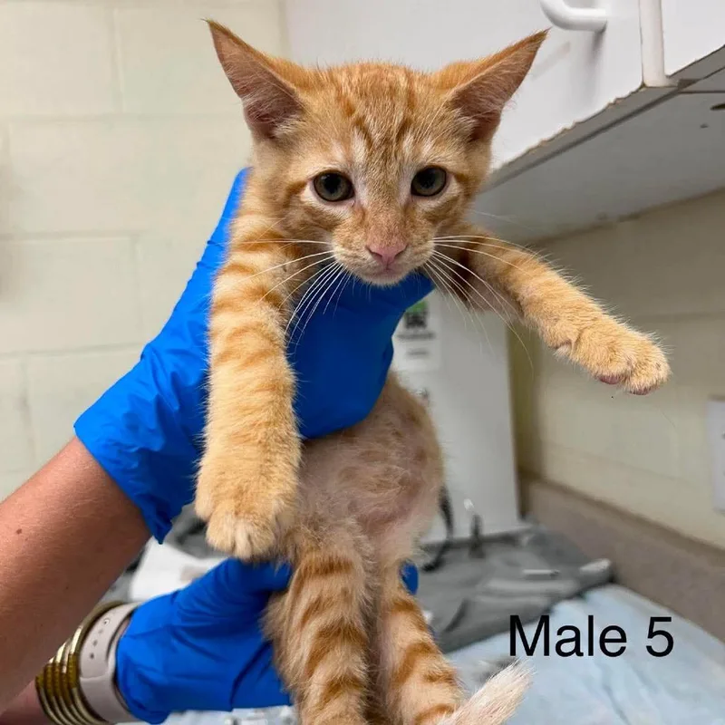 A baby small-sized male Orange / Red Domestic Short Hair cat named Carl for adoption in Bastrop, TX