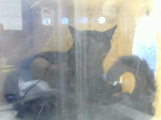 An adult medium-sized male Domestic Short Hair cat named Shadow for adoption in Albuquerque, NM