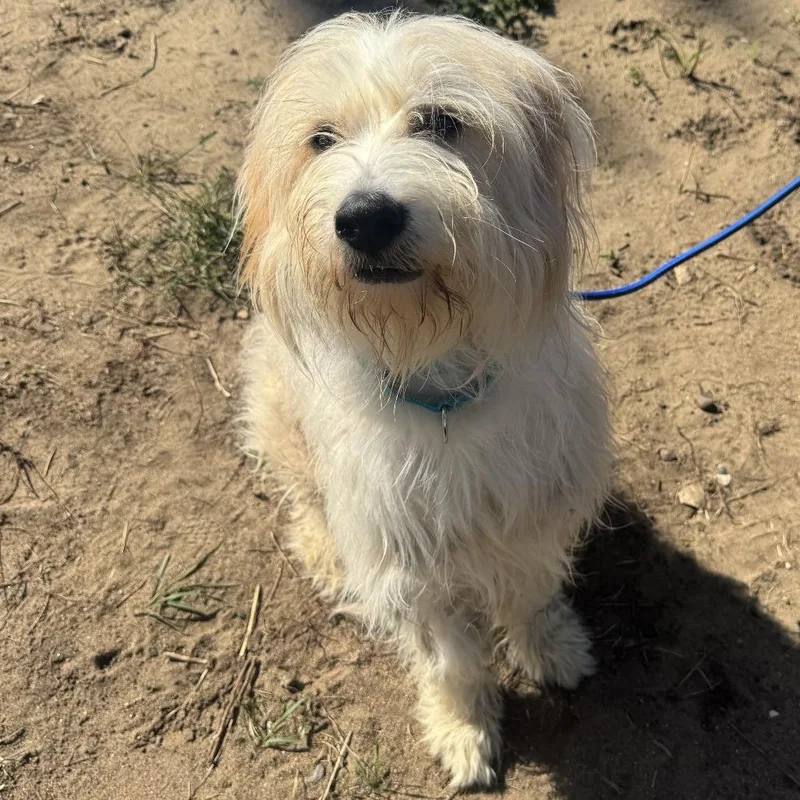An adult medium-sized female Yellow / Tan / Blond / Fawn Standard Poodle dog named Koda for adoption in Wadena, MN