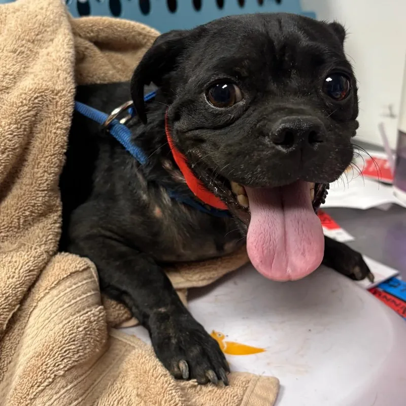 An adult small-sized female Black Pug dog named Petunia for adoption in Yuma, AZ