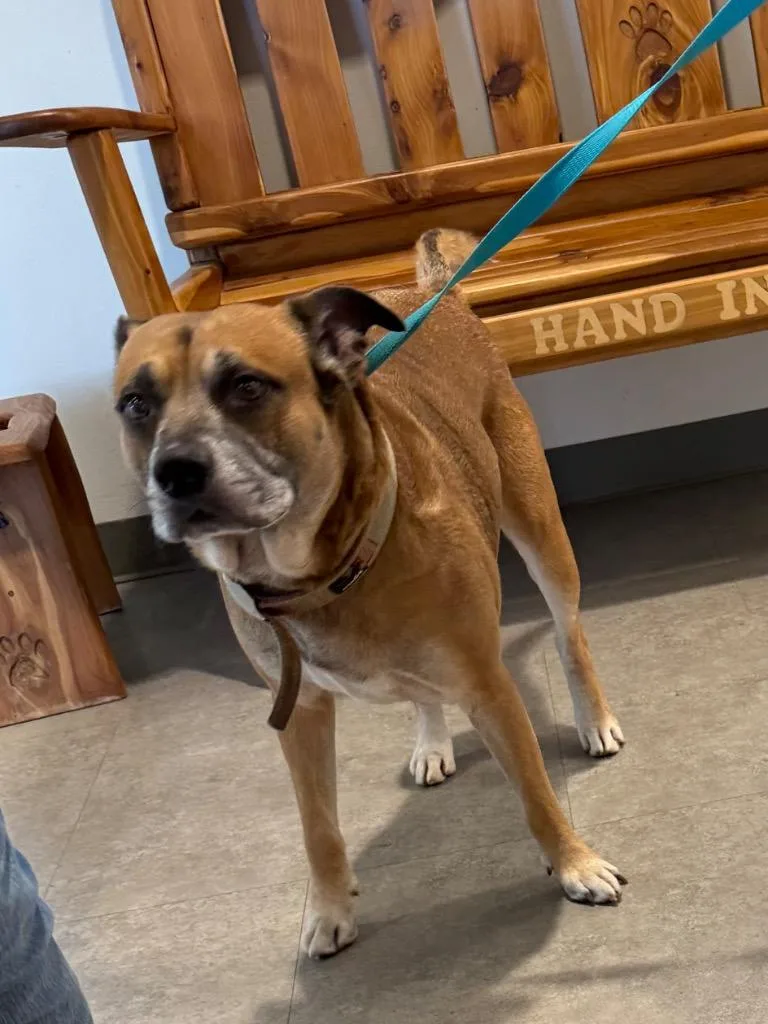 A senior large-sized male Mixed Breed dog named Knucklehead for adoption in Bossier City, LA