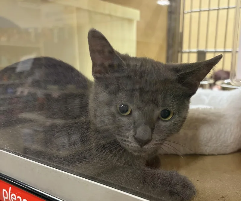 A baby medium-sized male Domestic Short Hair cat named Grigio H for adoption in Stowe, PA