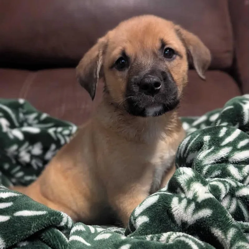 A baby small-sized female Red / Chestnut / Orange Mixed Breed dog named Torrance for adoption in Buffalo, MN