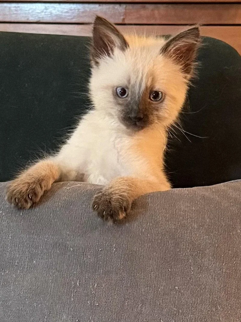A baby medium-sized male Siamese cat named Ben and Jerry for adoption in Laguna Niguel, CA