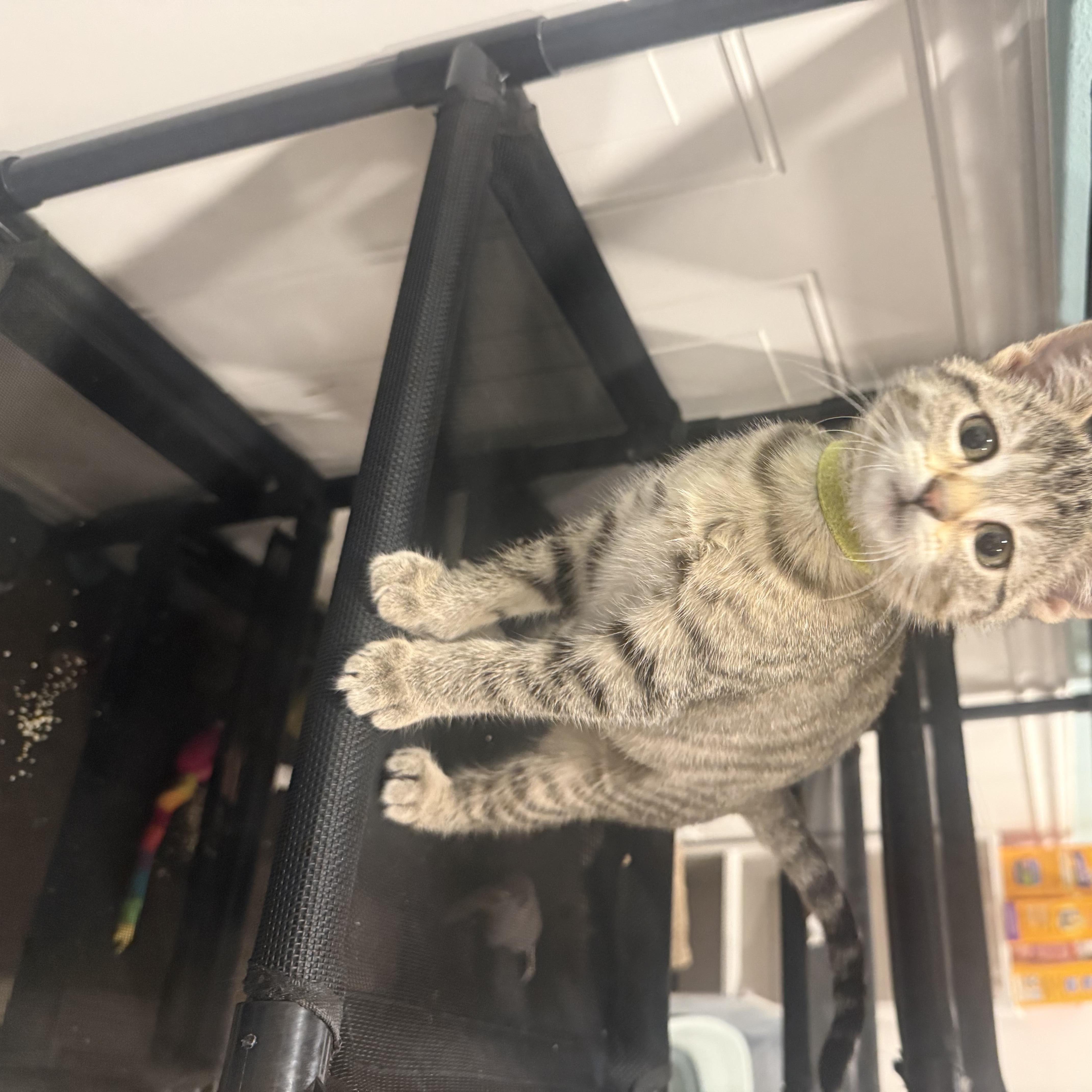 A baby medium-sized female Tabby (Gray / Blue / Silver) Domestic Short Hair cat named Swish for adoption in Sioux Falls, SD