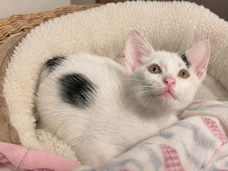 A baby small-sized male Black & White / Tuxedo Domestic Short Hair cat named Gesso for adoption in Dallas, TX