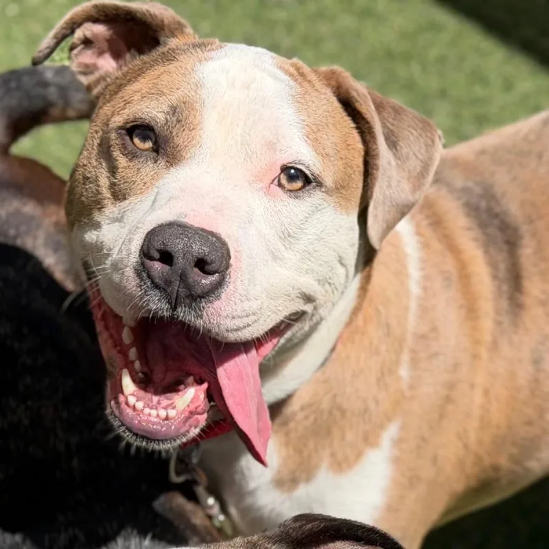 A young large-sized male Yellow / Tan / Blond / Fawn Mixed Breed dog named Buick for adoption in Asheville, NC