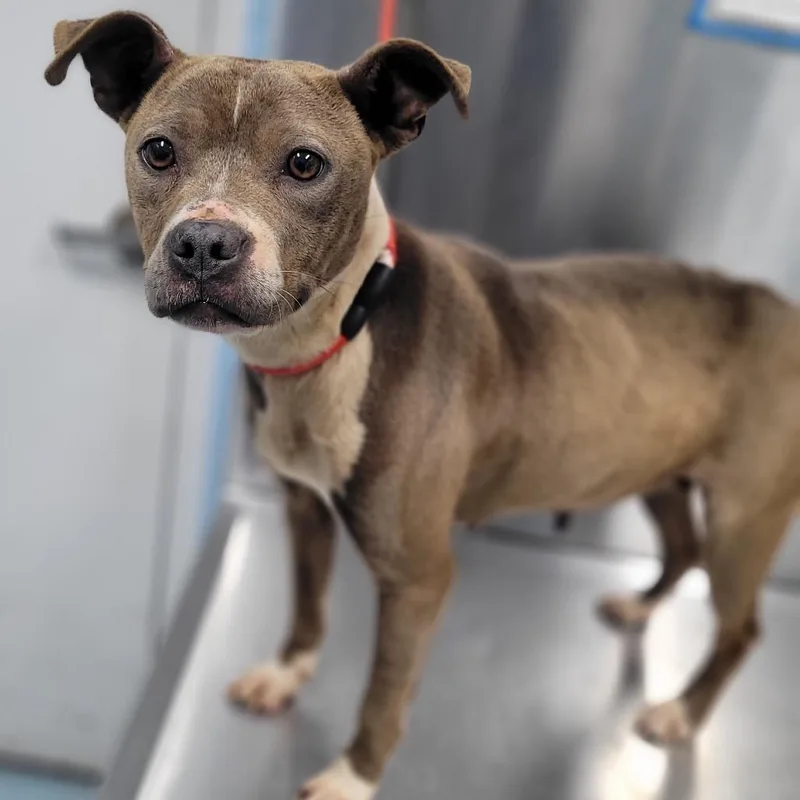 An adult medium-sized female Gray / Blue / Silver Mixed Breed dog named Dora for adoption in Orangeburg, SC