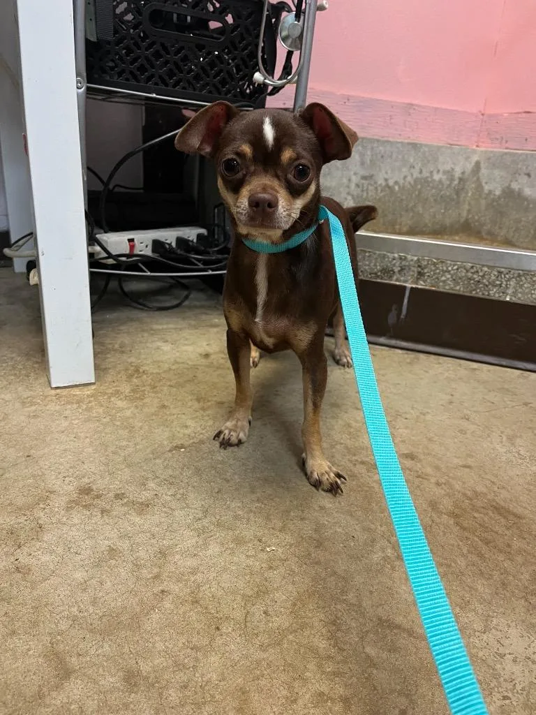 A young small-sized female Chihuahua dog named Soto for adoption in New Braunfels, TX