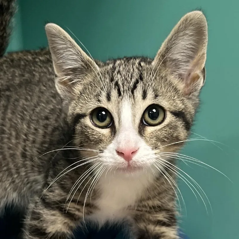 A baby small-sized male Brown / Chocolate Domestic Short Hair cat named Turbo for adoption in Owosso, MI