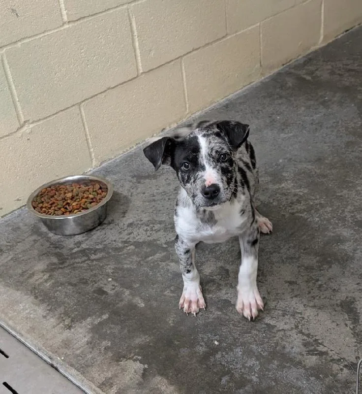 A baby medium-sized female Australian Shepherd dog named Iris for adoption in Aurora, IL