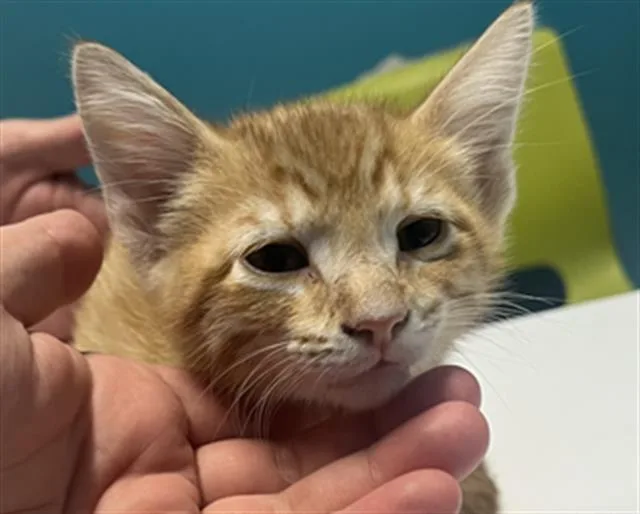 A baby medium-sized male Domestic Short Hair cat named Bingo for adoption in Houston, TX