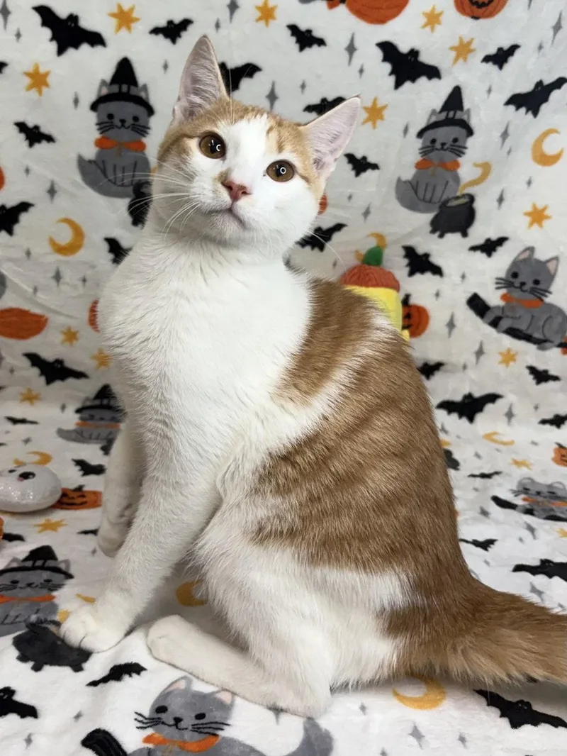 A young medium-sized male Domestic Short Hair cat named Carlos for adoption in Wetumpka, AL