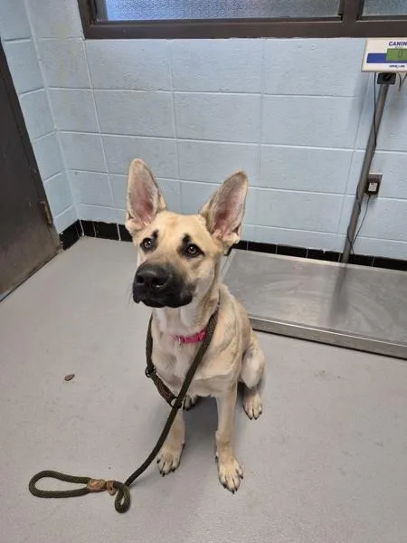 A young large-sized male Shepherd dog named Pen for adoption in Lawrenceville, GA