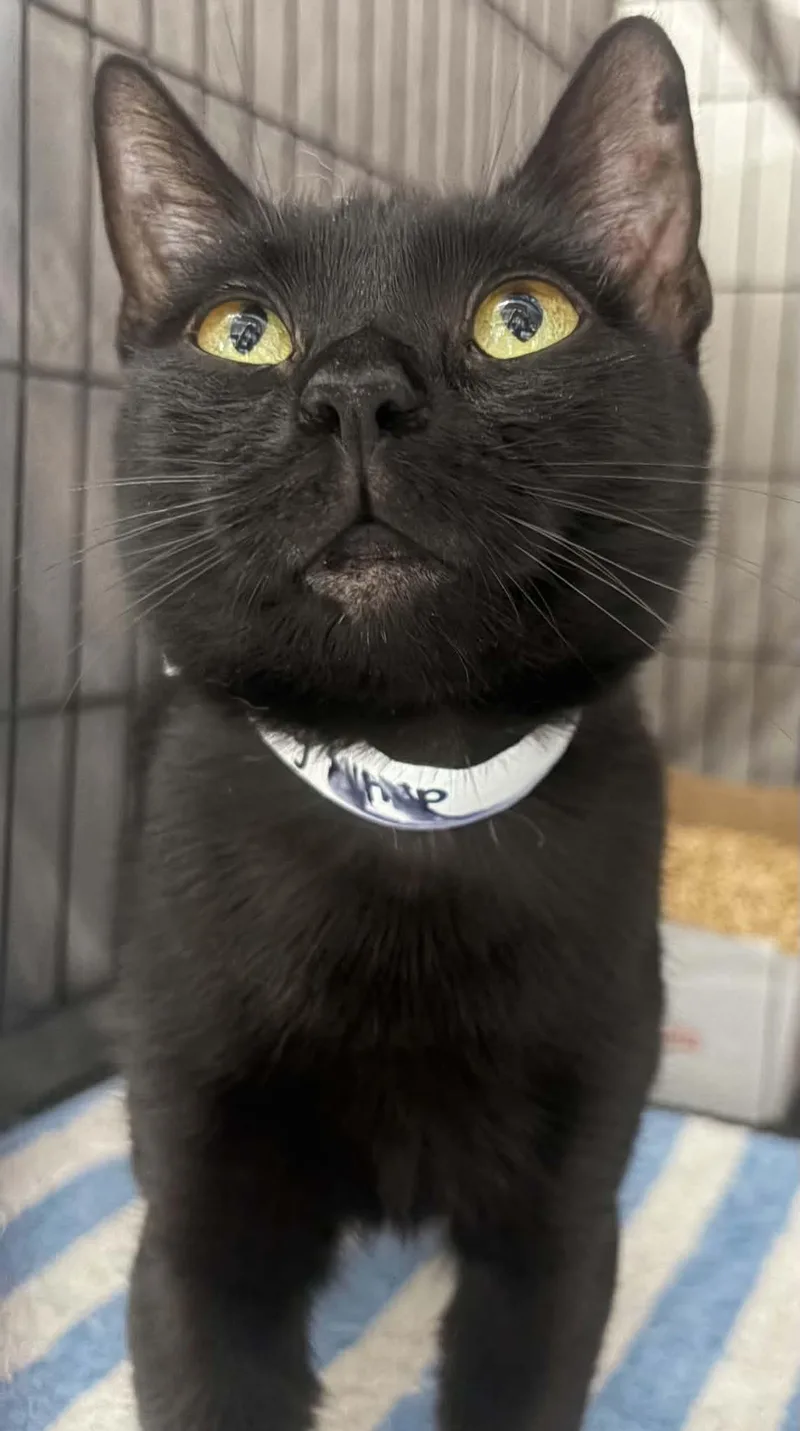 A young medium-sized female Black Domestic Short Hair cat named Sky for adoption in Westfield, MA