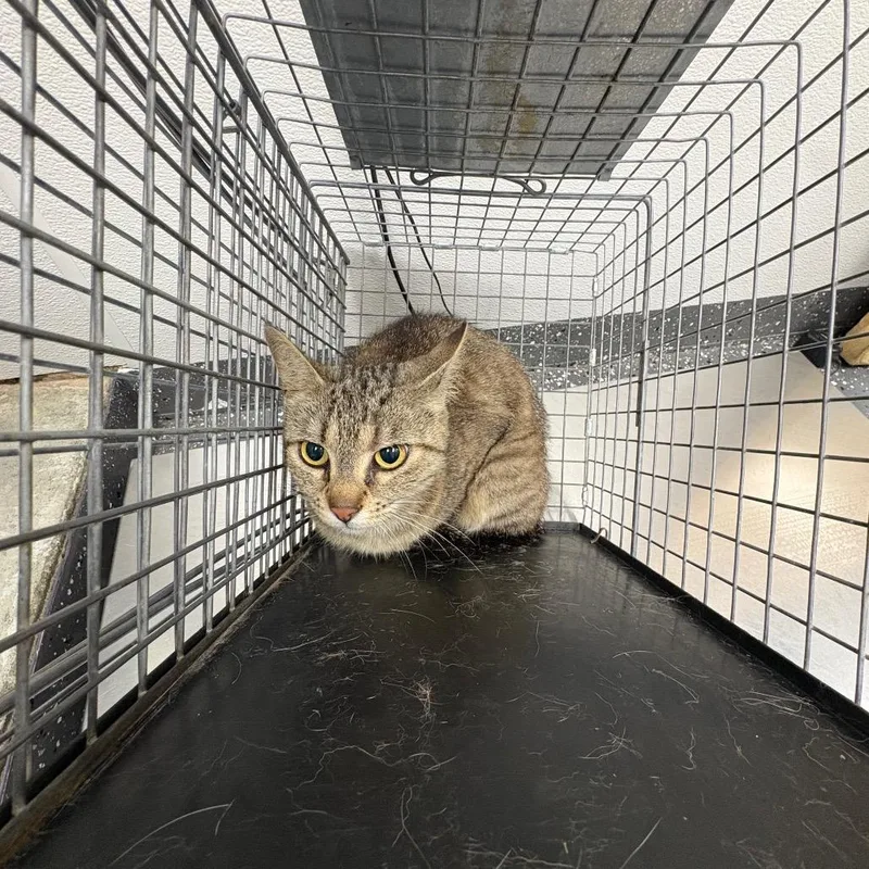 An adult medium-sized male Brown / Chocolate Domestic Short Hair cat named Sundance Kid for adoption in Columbiana, AL