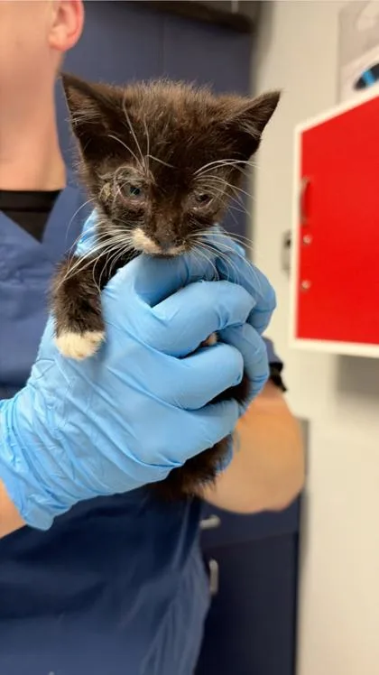 A young small-sized male Domestic Short Hair cat named B Astros for adoption in North Charleston, SC