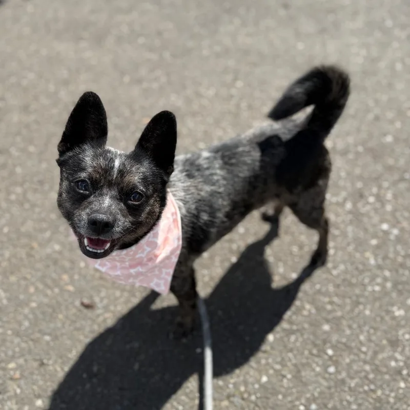 An adult small-sized female Gray / Blue / Silver Chihuahua dog named Luna for adoption in Newberg, OR
