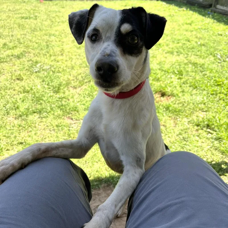 An adult medium-sized male White / Cream Feist dog named Lott for adoption in Starkville, MS